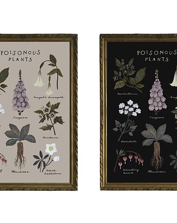 Poisonous plants, Lucernarium