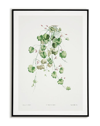 Plakat botaniczny GRAFIKA roślina bluszcz, Bajkowe Obrazki