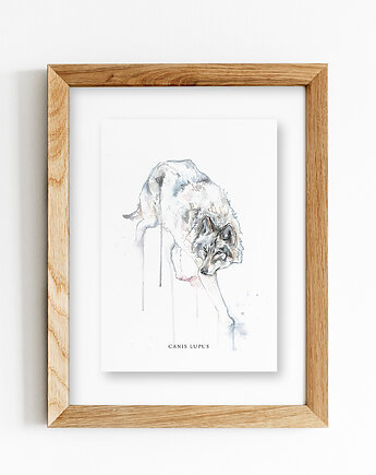 Wilk, A4, JUST ILUST Justyna Małczak