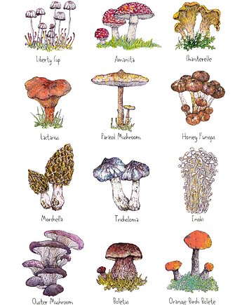 Grzyby- grafika na ścianę- ilustracja- grzybki, BOSKE