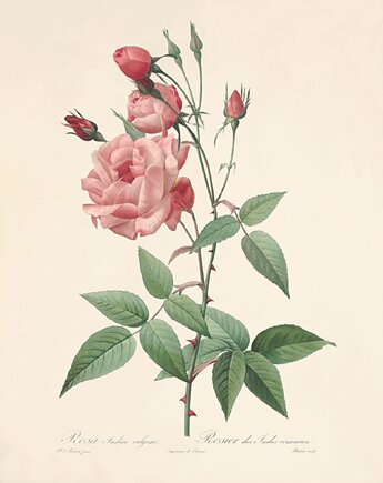 Róża stara Grafika  Rysunek kwiaty Ilustracja Druk Botaniczny prezent, Victorian wall art