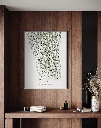 Ceropegia, Margo Hupert