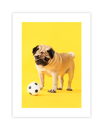 Mops Plakat, KNOR