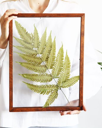 Pteris Fern Light Green XL, Plantsonwall