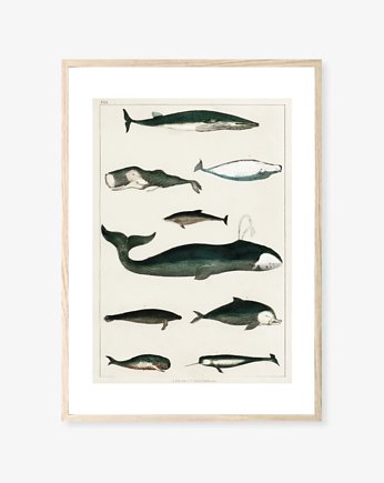 PLAKAT WIELORYBY plakat z wielorybami morski, black dot studio