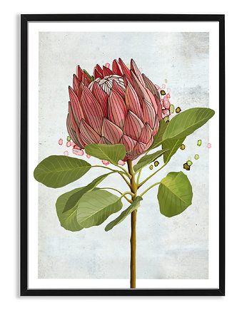 PLAKAT (poster) KWIAT PROTEA, LUdesign gallery