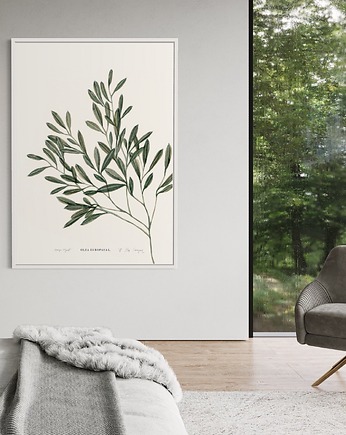 Oliwka / Fine Art Print, Margo Hupert