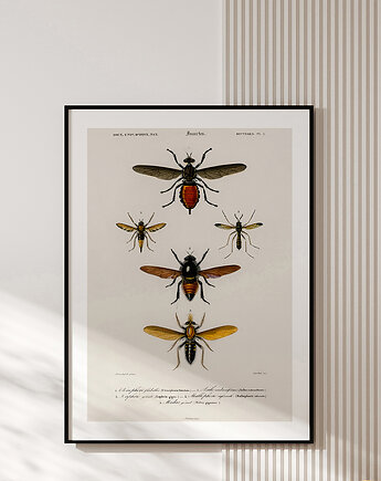 Plakat INSECTS no.1, muybien
