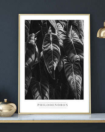 Plakat PHILODENDRON, muybien