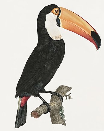 Tukan-ilustracja-vintage, Galeria LueLue