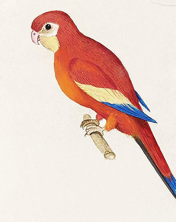 Czerwona-papuga-ilustracja-vintage, Galeria LueLue
