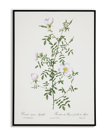 Rosa sepium - Plakat botaniczny - Retro, Bajkowe Obrazki