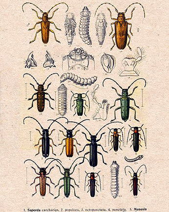 Plakat owady-rycina-z-ksiazki-ix, Galeria LueLue