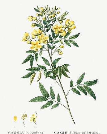 Senna-argentynska-plakat-rycina, Galeria LueLue