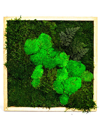 Obraz z mchu w drewnianej ramie, juko green design