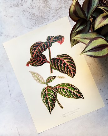 Plakat, Rycina Vintage - Roślina, Galeria LueLue