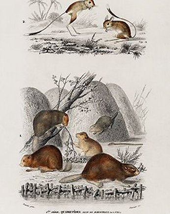 Bobr-i-jerboa-plakat-rycina, Galeria LueLue