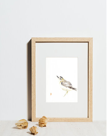 Oryginalna akwarela. Sieweczka, alquadro