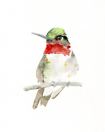 Oryginalna akwarela. Koliber, alquadro