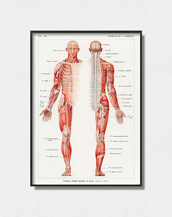 Plakat Anatomia człowieka, Pas De LArt