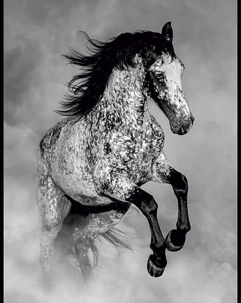 Plakat "Koń Appaloosa", Fotobloki and decor