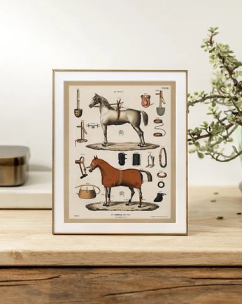 PLAKAT vintage jazda konna koń, black dot studio