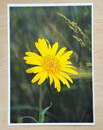 Plakat żółty kwiat, mavipoppy art
