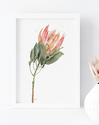 Protea, grafika, akwarela, Urszula Steczkiewicz