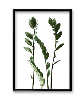 Plakat Zamiokulkas , Bury Lis