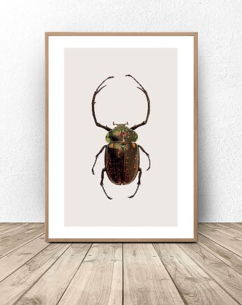 Plakat na ścianę z zielono-złotym żukiem 50x70 (500mm x 700mm), scandiposter