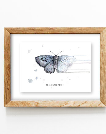 Motyl, Modraszek arion A4, JUST ILUST Justyna Małczak