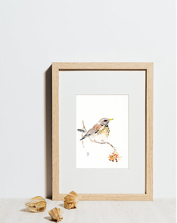 Oryginalna akwarela. Drozd, alquadro