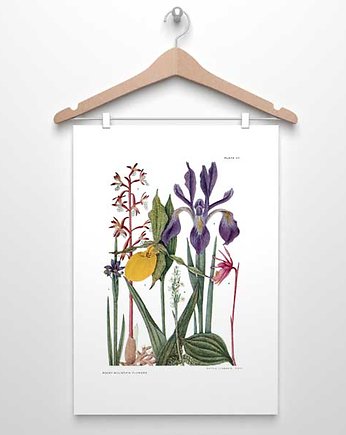 KWIATY GÓRSKIE  II plakat  A4, A3, 30x40cm, botanika