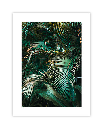 Liście Palmowe Plakat, KNOR