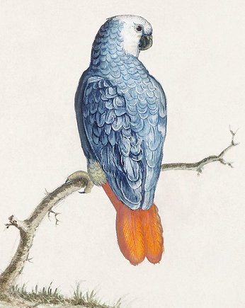 Papuga-ilustracja-vintage, Galeria LueLue