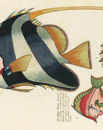 Kolorowe-ryby-ilustracja-vintage, Galeria LueLue