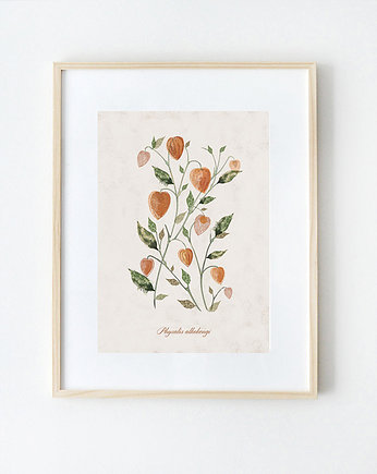 Plakat MIECHUNKA ROZDĘTA (PHYSALIS ALKEKENGI) A3, Anita Tomala