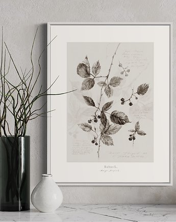 Jeżyna, print, Margo Hupert