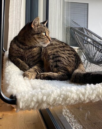 cosy and dozy projektant