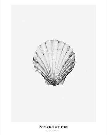 Przegrzebek   print 50x70 cm, Margo Hupert
