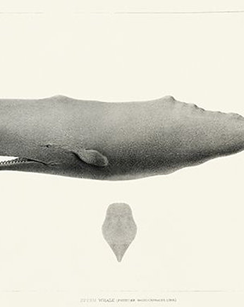 Wieloryb-kaszalot-ilustracja-vintage, Galeria LueLue