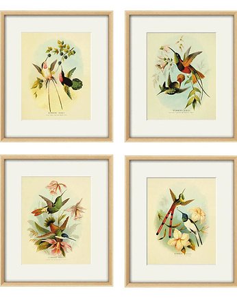 Zestaw 4 grafik  ptaki   reprodukcja koliber, Victorian wall art