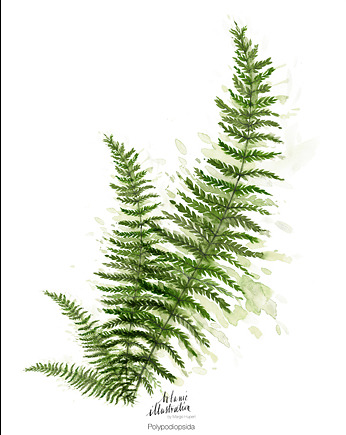 Plakat Paproć { 50x70 cm}, Margo Hupert