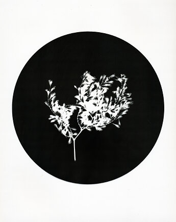 Gałązka 1, PAPER AND LIGHT