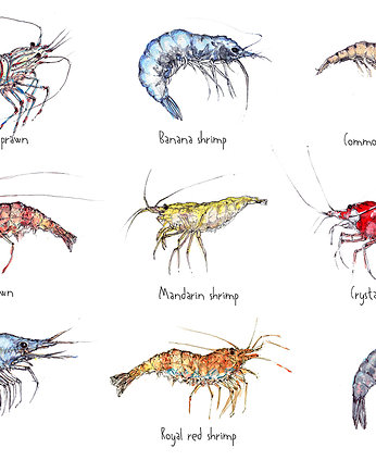 Krewetki- Prawns- Grafika- Ilustracja- Plakat, BOSKE