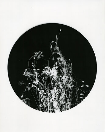 Łąka_0, PAPER AND LIGHT
