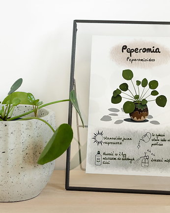Instrukcja roślinna: PEPEROMIA Peperomioides (pieniążek), Burakovvska
