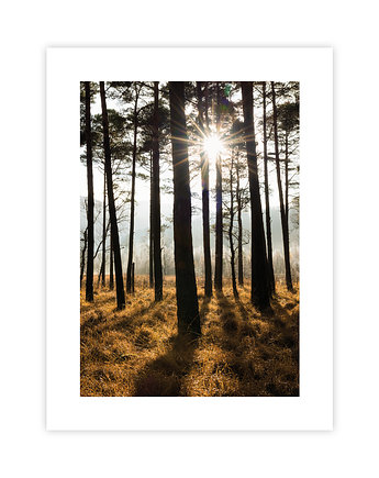 Plakat Jesienny Las, KNOR