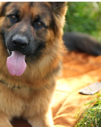 Narzuta  / koc dla psa i kota - M, Fluffy Puppy