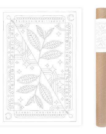 Plakat do Kolorowania Roślina Herbaciana Camelia Sinensis 50x70cm, Anna Grunduls Design
